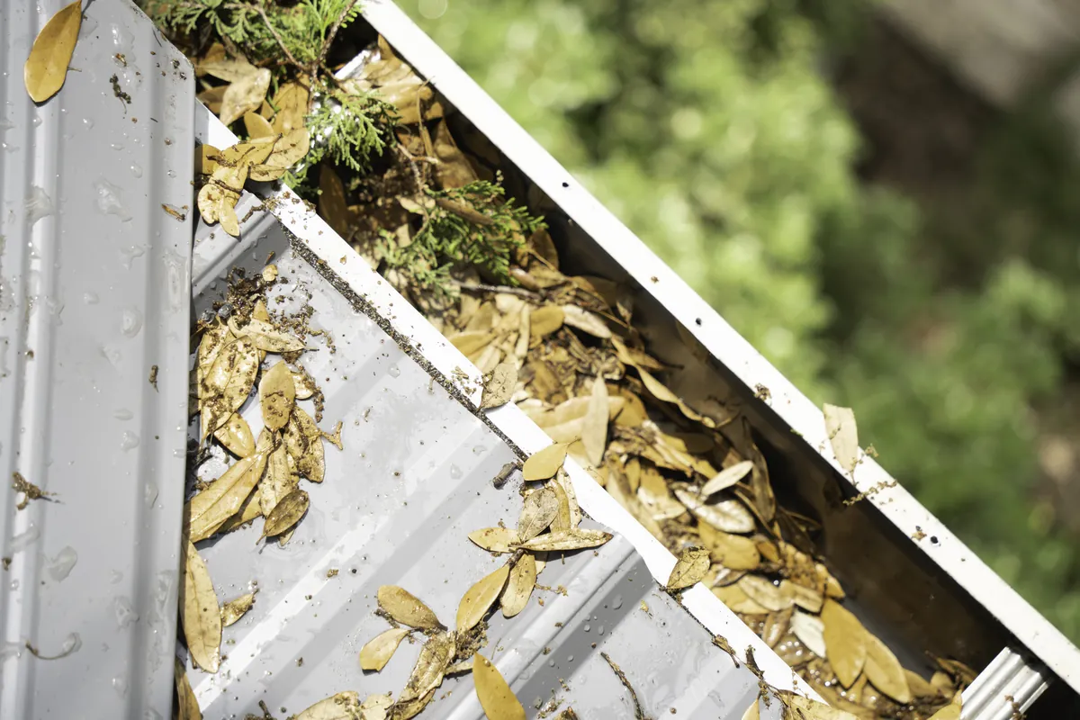 Gutter blocked with dried leaves and debris before winter weather arrives