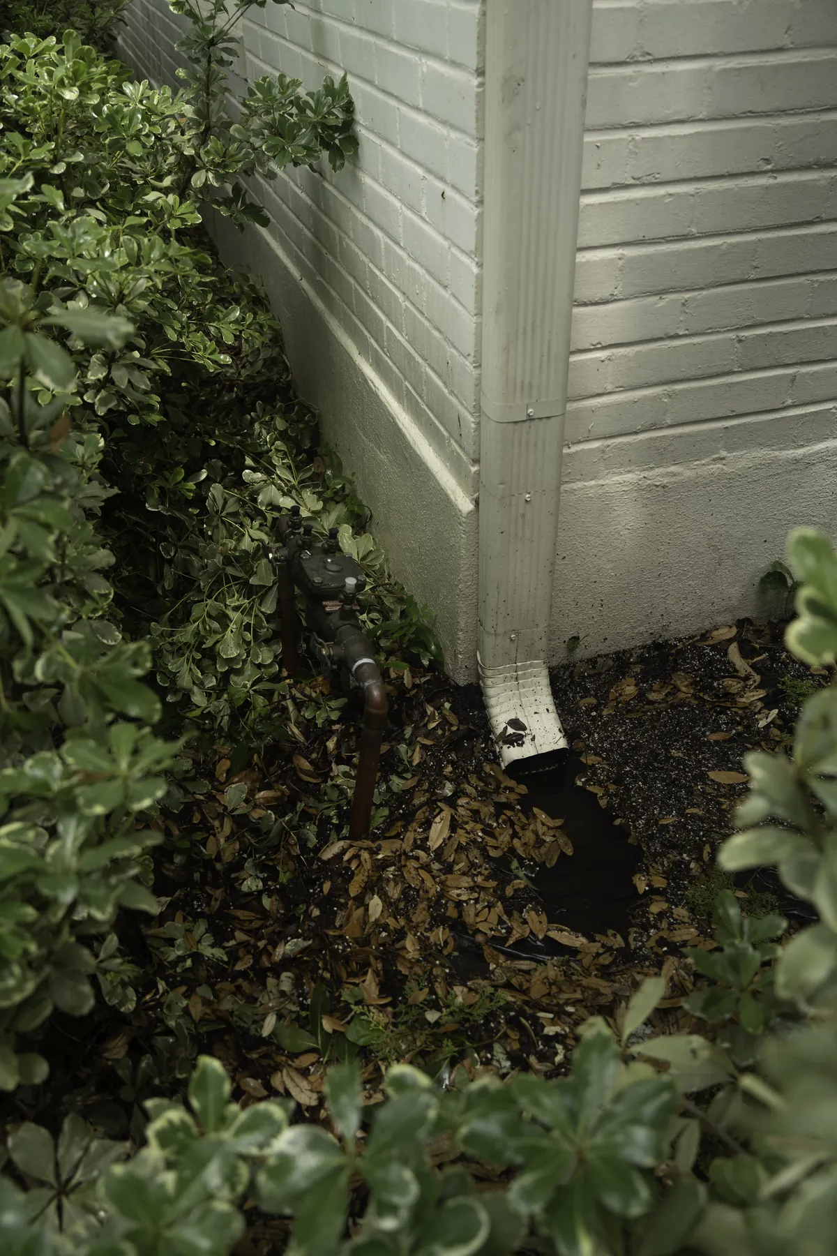 Downspout at the corner of a house surrounded by wet leaves and pooling debris