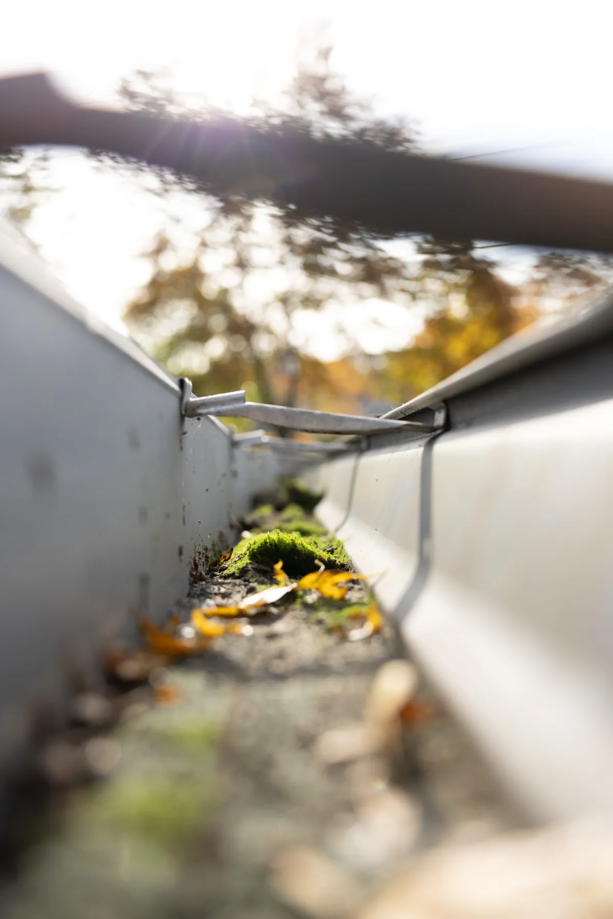 Standing debris, moss, and trapped moisture inside a gutter channel